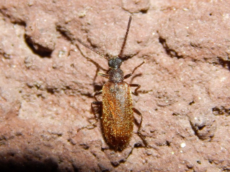 Lagria rugosola? No, forse L. hirta, Tenebrionidae